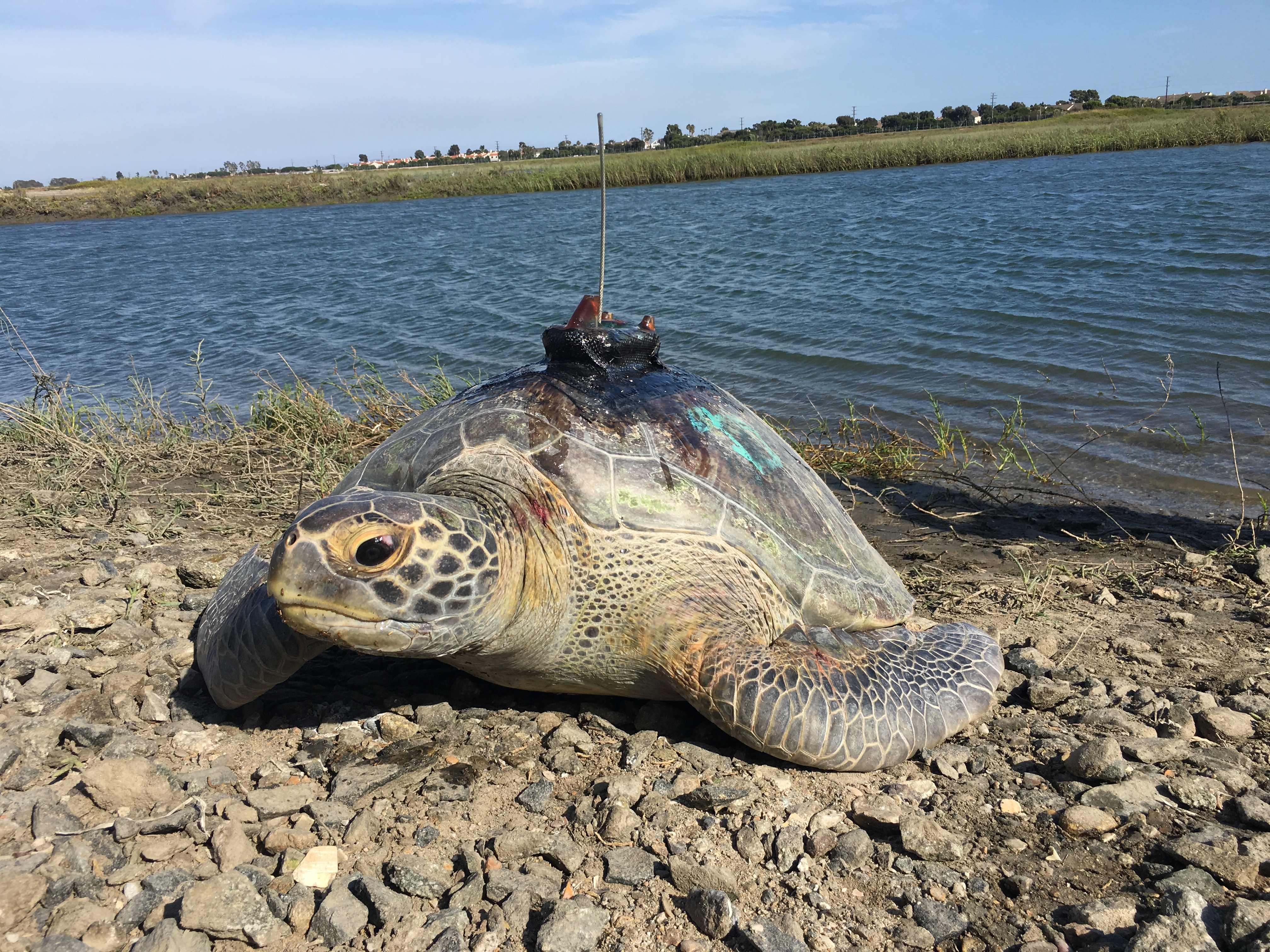 This is an image of an East Pacific green sea turtle.